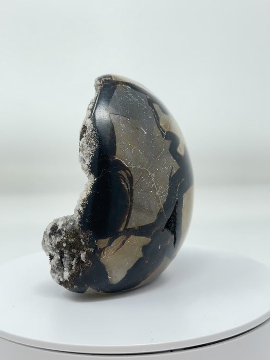 Septarian egg